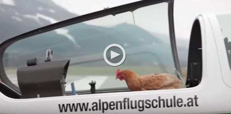 Why Did The Chicken Cross The Road? To Fly In A Glider Of Course