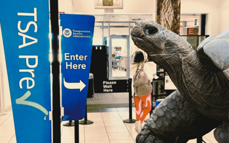 You’ve Heard of Snakes on a Plane. Now, Get Ready for… Turtles in a Bra?